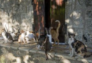 Street cats in Greece